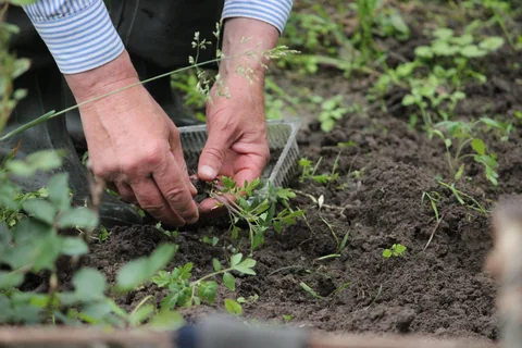 Dłonie sadzą młode rośliny w przygotowanej ziemi