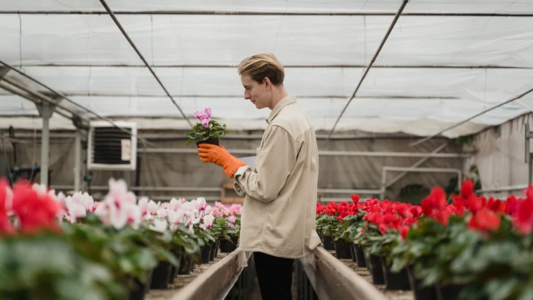 Ogrodnik w tradycyjnym stroju pracuje w polu z kwiatami marigold, które są zielone i mają czerwone kwiatki