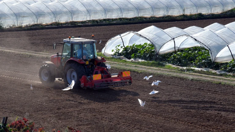 Czerwony traktor orze glebę w polu rolniczym obok szklarni, w której latają ptaki, stanowi przykład pracy ogrodnika i związku z