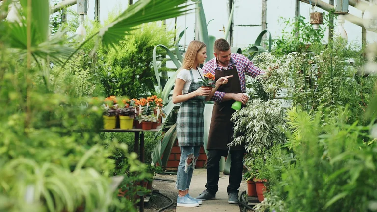 Dwoje pracowników pielęgnujących rośliny w szklarni produkcyjnej