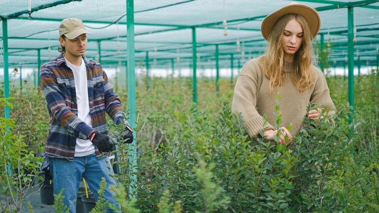 Dwoje pracowników szklarni pielęgnujących krzewy w pojemnikach