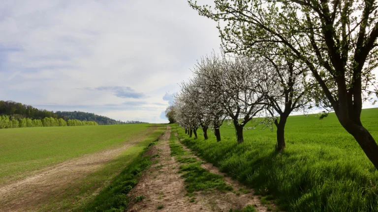 Sceniczna ścieżka gruntowa otoczona kwitnącymi drzewami i zielonymi polami wiosną jest idealnym miejscem do pracy agroogrodnika i stanowi